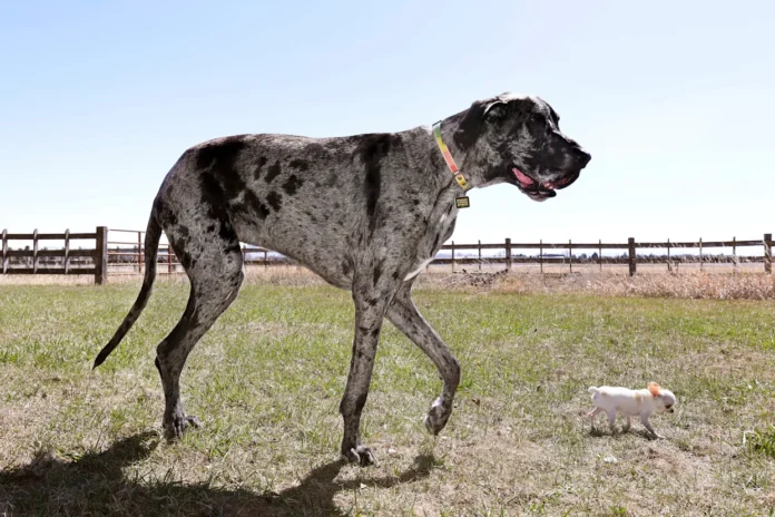 Los perros más alto y más pequeño del mundo se reúnen en EEUU para jugar