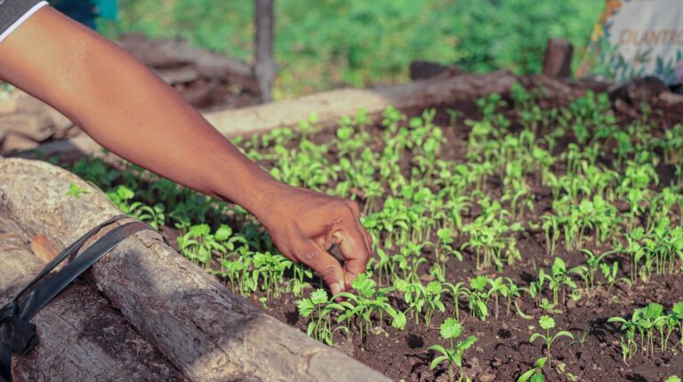 El poder de la biodiversidad: sistemas agroalimentarios sostenibles restauran la vida en la Macuira, un parque guajiro El poder de la biodiversidad: sistemas agroalimentarios sostenibles restauran la vida en la Macuira, un parque guajiro