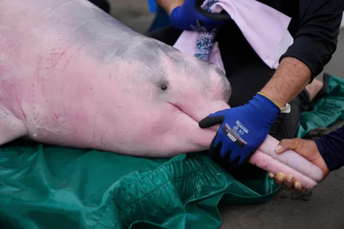 Delfín rosado del Amazonas amenazado
