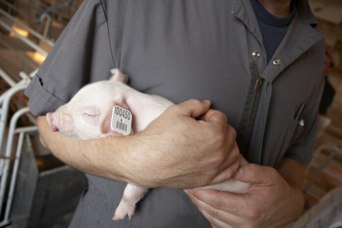 Allflex-Livestock_Piglet_300dpi