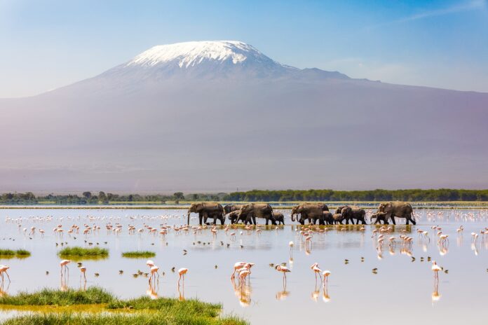 Mount Kilimanjaro with a herd of elephants walking across the fo