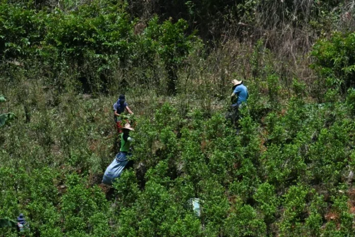 PLANTACION DE COCA