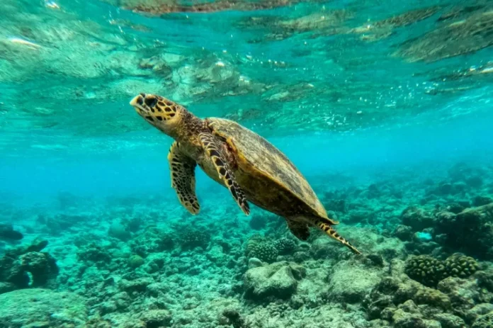 TORTUGA EN CORALES MUERTOS