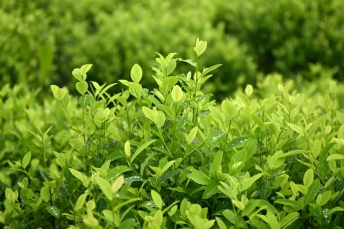 coca colombia
