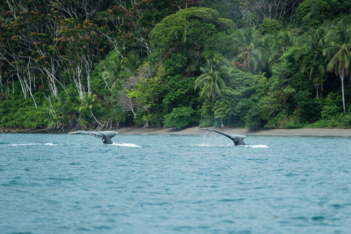 DEST_COLOMBIA_ISLA-GORGONA_shutterstock-portfolio_1495226396_Universal_Within usage period_64188 (2)