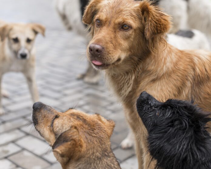 MSD - Día del perro sin raza 2